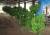 Agro-industrie : la CDC enregistre une perte nette de 20 milliards FCFA en 2025