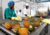 Produits agro-alimentaires : L’Afrique Centrale s’organise pour la conquête du marché européen