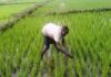 Filière riz : Une nouvelle initiative de 246,7 millions FCFA pour booster la production