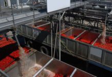 Agroalimentaire : DENKY peaufine son installation dans la région de l’Ouest Cameroun