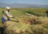 Coopération Cameroun-FIDA : La production des exploitations agricoles en hausse