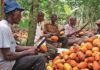 Cacao : le Cameroun revendique un taux de transformation locale de 80 %