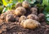 Pomme de terre : Une nouvelle technique expérimentée dans l’Adamaoua pour booster la production