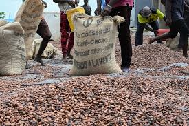 Les conséquences du règlement européen sur la déforestation pour les PME camerounaises