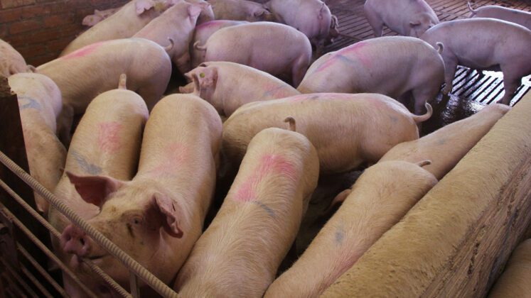 Filière Porcine Le marché du porc atteint 231 milliards de FCFA en — free download