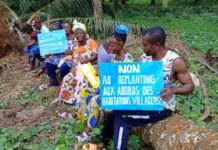 Edea : près de 1000 hectares de la socapalm au centre d’une controverse