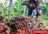 Un plan triennal 2024-2026 pour relancer la filière huile de palme