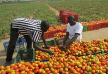 Finance inclusive : 22 microfinances mobilisées pour booster les MPME en zone rurale