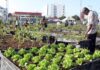 Agriculture urbaine : La FAO va soutenir des initiatives innovantes portées par des jeunes