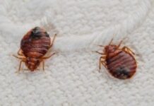 Bertoua – ENIA : des familles traumatisées par les punaises de lit