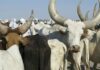 Production de viande : après une chute de 26,7 %, le Cameroun mise sur la génétique pour renverser la pente