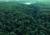Bassin du Congo : La COMIFAC et le casse-tête de la communication environnementale