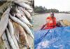 Pêche artisanale au Cameroun : le coût du carburant et des filets réduit les marges des pêcheurs