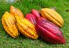 Cacao Camerounais : les prix grimpent et frôlent 3 000 FCFA/kg malgré 40 446 tonnes de stocks