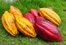 Cacao Camerounais : les prix grimpent et frôlent 3 000 FCFA/kg malgré 40 446 tonnes de stocks