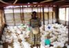 Cameroun : l’Interprofession avicole conteste les résultats d’une étude sur les poulets et les œufs