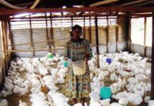Cameroun : l’Interprofession avicole conteste les résultats d’une étude sur les poulets et les œufs